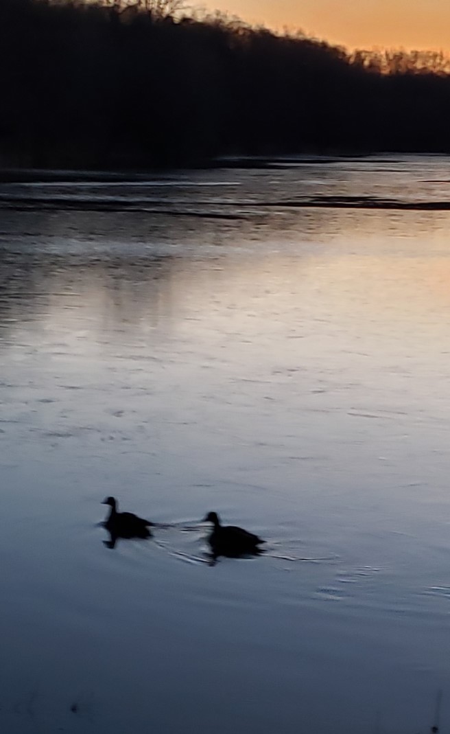 Ducks floating on the lake at dusk